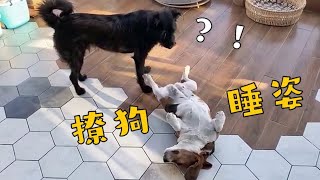 【直播】比高犬美女展示妖嬈睡姿，米克斯狗狗傷心了：欺負我沒蛋蛋？！｜李喜猫