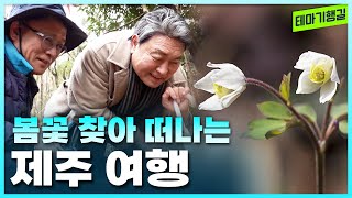 1박2일 제주 봄꽃 여행 [테마기행길]