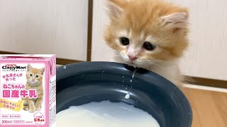 凄い音でミルクをがぶ飲みする子猫【ASMR】マンチカン