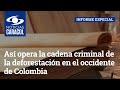 Así opera la cadena criminal de la deforestación en el occidente de Colombia