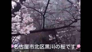 黒川友禅流し🌸