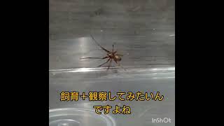 【謎】家に出てきた蜘蛛捕まえたのですが【蜘蛛】