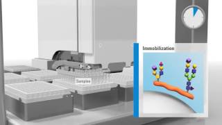 Streamlining N-Glycan Sample Preparation