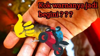 Cara terbaik agar warna ikan cichlid lebih cepat keluar