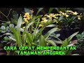 TIPS!!!CARA MEMPERBANYAK TANAMAN ANGGREK