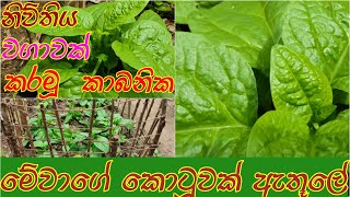 නිවිතිය වගාව කොටූවක් තූල/nivitiya wagawa kotuwak tula