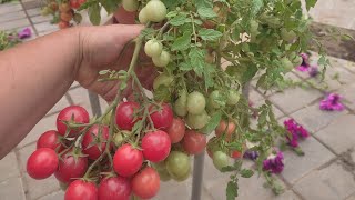 🍅 Корейский стелющийся . 17 июля .Ленинградская область