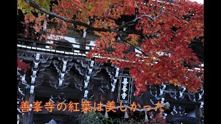 紅葉の見どころが多かった善峯寺 フォトムービー 4K Yoshimine-dera with beautiful autumn leaves Photo video 4K