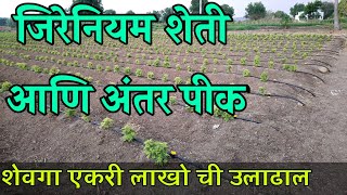 जिरेनियम लागवड आणि अंतर पीक शेवगा एकरी उत्पादन 8 लाख रु / How to take care of geranium farming