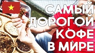 Самый дорогой кофе в мире! Кофе Лювак во Вьетнаме.