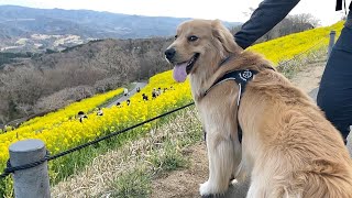 【空を飛ぶ】マザー牧場ドッグランに行ってきた【房総の絶景】