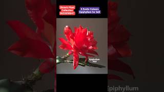 5 Exotic Colours Epiphyllum/Bramhakamal available Shree's Plant Collection #bramhakamal #epiphyllum
