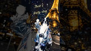 5-Second Trip to the 70s! Border Collie's Groovy Paris Photoshoot at Eiffel Tower! #cute #puppy