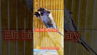 Rare Black-Wing Black-Faced Violet Hogoromo Budgie #birds #youtubeshorts