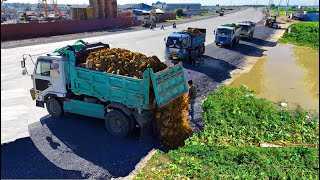 First Start New project!5TTruck Filling Land Sideroad,Bulldozer KOMARSU D31P Pushing Soil Perfectly