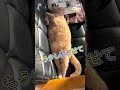 お昼寝中　taking a nap shorts cat kyoto 猫