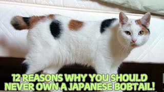 12 Reasons Why You Should Never Own a Japanese Bobtail! 🐱🚫