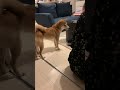 自動餌やり機導入後、すぐエサ箱を叩くマメ shorts 柴犬 豆柴 子犬 shibainu 自動給餌器