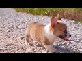 【柯基犬】cutest corgi puppy running 超可爱小短腿 柯基宝宝向你跑来啦‼️