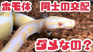 【疑問\u0026可能性】劣性(ホモ体)同士の交配は何故ダメと言われてるのか？ボールパイソン#joereptiles