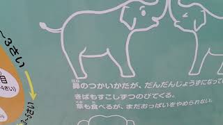 ゆっくり散歩＜⑧＞ワニやカメの展示エリア工事中♦インドゾウ💛・・・Okinawa Zoo \u0026 Museum★沖縄こどもの国(20201225)