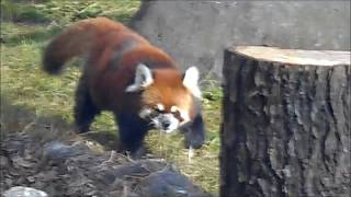 レッサーパンダ 天王寺動物園 新メンバー咲弥(さくや)登場！ Red Panda