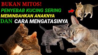 Penyebab Kucing Sering Memindahkan Anaknya Sendiri