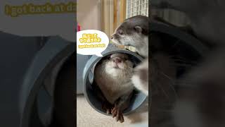 仲良しカワウソ家族のじゃれ合い | 隠れんぼ😂❓ It's funny to see otter family plays with each other! #shorts