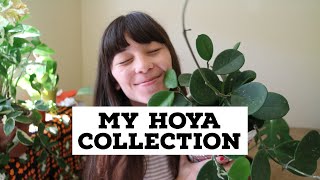MY HOYA COLLECTION! | & Hoya Care Tips