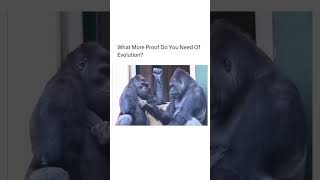 A Gorilla pinching another Gorilla 😂🦍#viral #explore #gorilla
