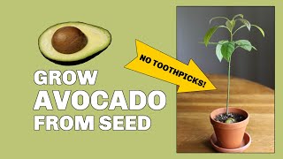 How to Grow Avocado From Seed (Without Toothpicks)