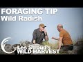 Wild Harvest Foraging Tip | Episode 3 | Wild Radish | Les Stroud