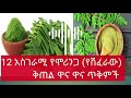 እባካችሁ ተጠንቀቁ የሞሪንጋ ጉዳት አና የጤና ጥቅሞች የሞሪንጋ ጥቅም ሞሪንጋ ሻይ ሽፈራው amazing health benefits of moringa