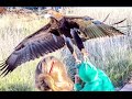 Eagle Tries to Snatch Boy