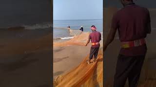 #shorts | മീൻ ചാകര | #fishing