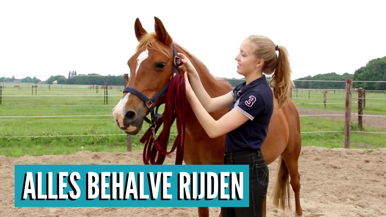 Wat Kan Je Met Je Paard Doen Zonder Te Gaan Rijden? - YouTube