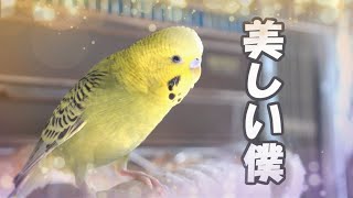 アイドルなセキセイインコ