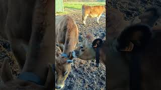 Goshala New Mayapur #cow #iskcon #animals #goshala #newmayapur