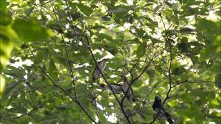 サンコウチョウ給餌