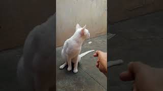 என்ன கோவமா இருக்கான் 🤔 #fun #funnyvideo #trending #shortsfeed #petlover #cat #yutubeshorts