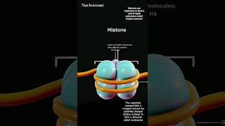 DNA packaging [Nucleosome (histone protein explanation)]