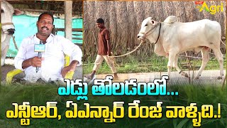 Best Ongole Bulls Driver | ఎడ్లు తోలడంలో.. ఎన్టీఆర్, ఏఎన్నార్ రేంజ్ వాళ్ళది..!! Tone Agri