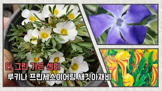 더 그린가든센터 🌳다이아몬드 프로스트 🌸사랑초9종 🌸마쏘노룸  🌸  마취목 🌸프린세스 이어링🌸이메시네 🌸루키나 🌸튤립구근12종  🌸빈카🌸오리엔탈리스 새깃아재비 🌸미니겹산다화 🌳