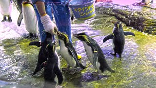 イワトビ penguinの餌やりが可愛いい