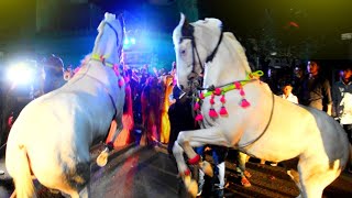 2 घोड़ी का स्पेशल डांस !! Aaj Mere Yaar Ki Shadi !! Dj Lighting Ghodi Dance !! Horse Special Dance