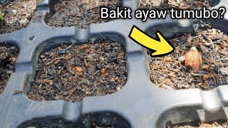 4 NA DAHILAN BAKIT AYAW TUMUBO NG MGA SEEDS