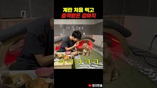 찜질방에서 계란 도둑맞은 강아지 #시트콤