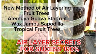 New Method Of Air Layering Tropical Fruit Trees: Atemoya, Star Fruit, Guava, Wax Jambu and Many More