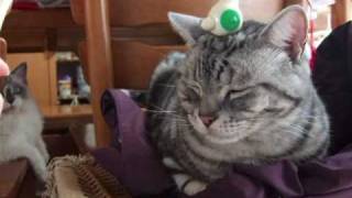 頭皮マッサージ猫(=^・^=)　scalp massage cat