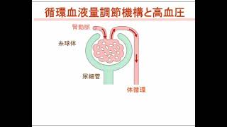 高血圧　疾患編１－３　血圧の仕組み②　内分泌系について